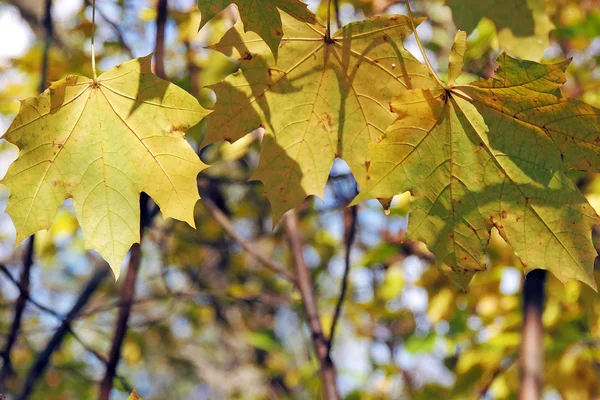 Autumn Maple Leaves Background — Stock Photo, Image