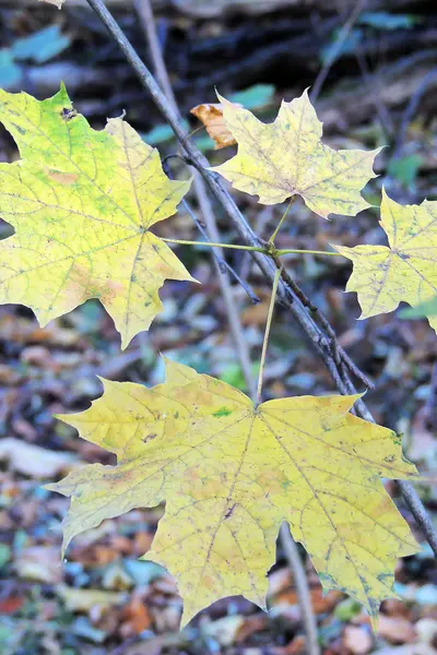 Feuilles d'érable d'automne fond — Photo