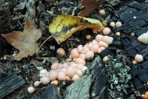 Paddestoelen van de paddestoel in het bos — Stockfoto