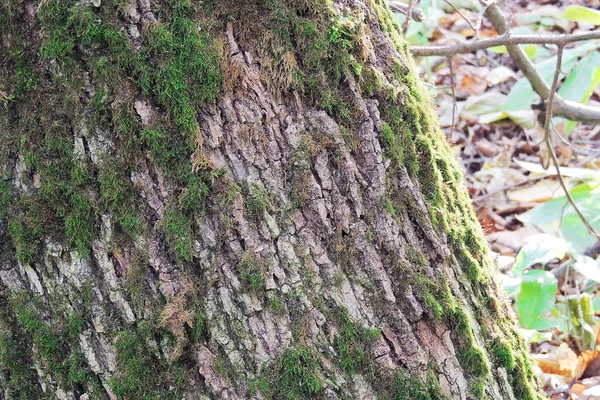 Лишайник, Leaf на мох, Лишайник осінь, ліс мох, Лишайник насіння, мікро дикої природи — стокове фото