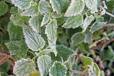 ilk frosts