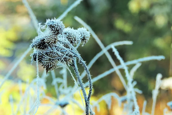 Den första frosten — Stockfoto