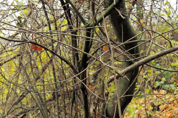 Grenar av träd i skogen — Stockfoto