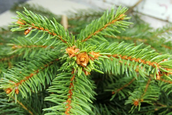 Albero da vicino — Foto Stock