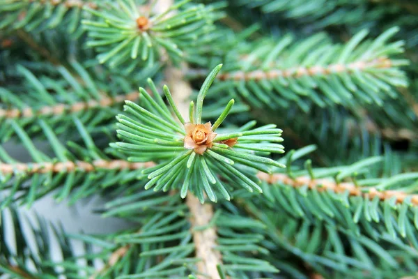 Baum aus nächster Nähe — Stockfoto