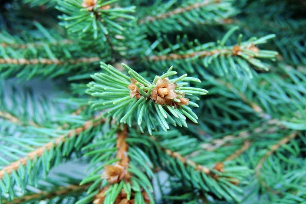 Baum aus nächster Nähe — Stockfoto