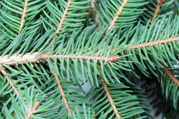 Baum aus nächster Nähe — Stockfoto