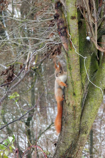 Écureuil sur une noix — Photo