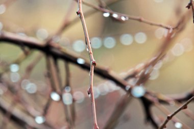 Yaprakların üzerine yağmur damlası
