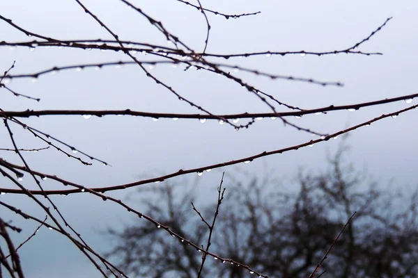 Rain drops on leaves — Stock Photo, Image