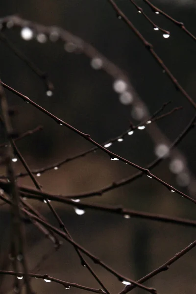 Rain drops on leaves — Stock Photo, Image