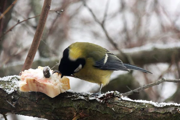 Titmouse sur un arbre mange la graisse — Photo