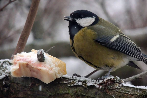 Titmouse en un árbol se come la grasa — Foto de Stock