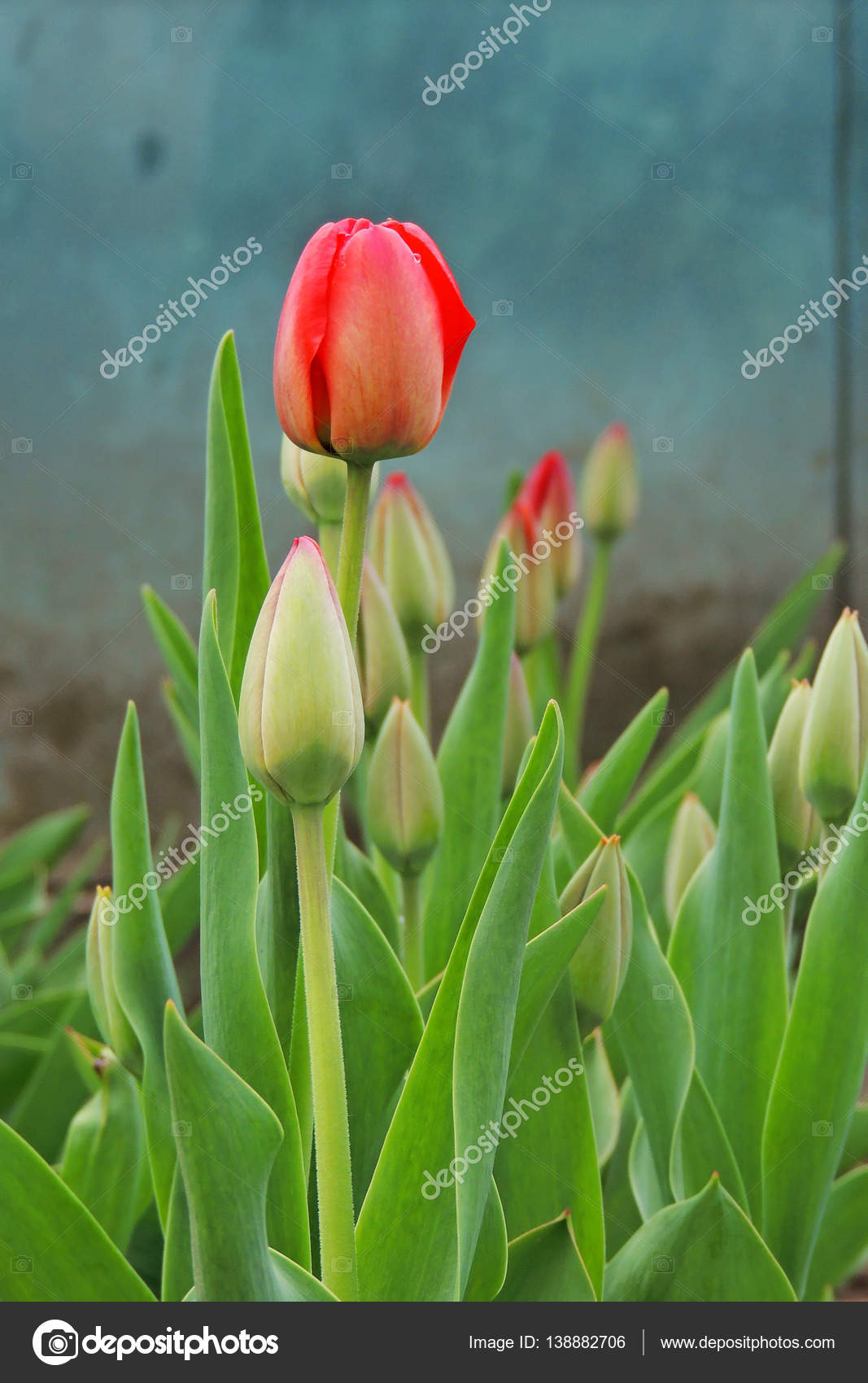 Tulipe Rouge Dans Le Jardin Image Libre De Droit Par Tanya1991 C