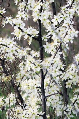 İlkbaharda kiraz çiçekleri