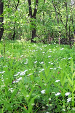 Ormanda beyaz çiçekler