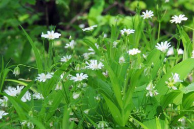 Ormanda beyaz çiçekler