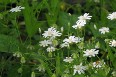 Ormanda beyaz çiçekler
