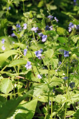 Ormanda beyaz çiçekler