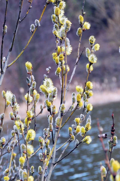 Weiden Frühling Weiden Frühling — Stockfoto