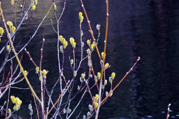 Weiden Frühling Weiden Frühling — Stockfoto