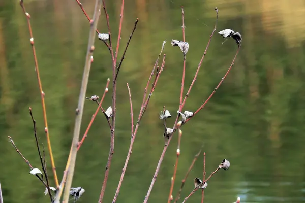 Willow bahar. Üzgünüz, bu resim artık kullanılabilir. — Stok fotoğraf