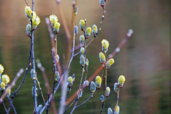 버드 나무 봄입니다. 죄송 합니다,이 더 이상 사용할 수. — 스톡 사진