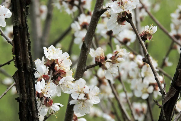 Flores de damasco na primavera — Fotografia de Stock