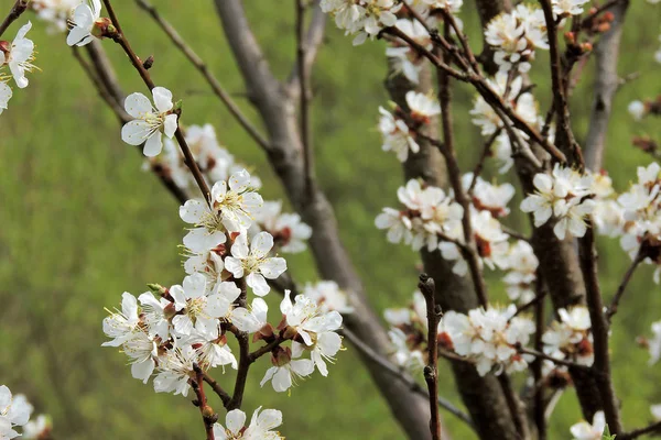 Flores de damasco na primavera — Fotografia de Stock