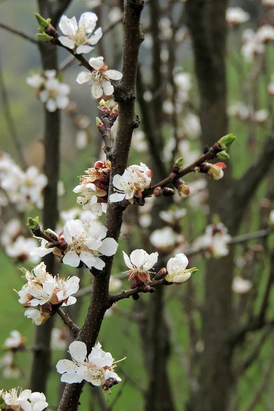 Apricot blossoms in spring — Stock Photo, Image