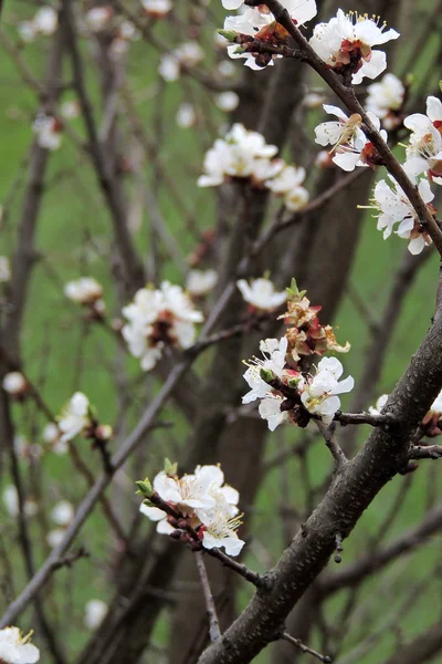 İlkbaharda kayısı çiçekleri — Stok fotoğraf