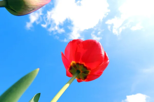 Rode tulp in de tuin — Stockfoto