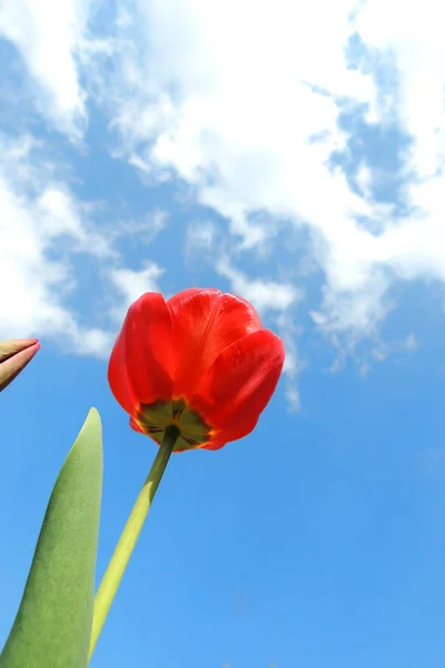 Rode tulp in de tuin — Stockfoto
