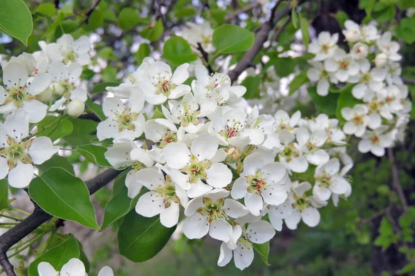 Třešňové květy na jaře — Stock fotografie