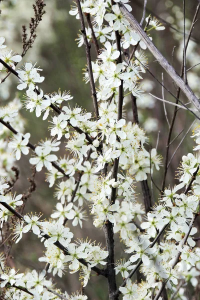Flores de cerezo en primavera —  Fotos de Stock