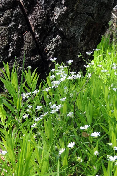 Białe kwiaty w lesie — Zdjęcie stockowe