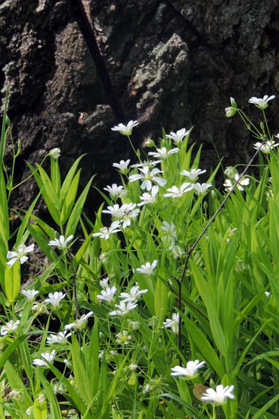 Białe kwiaty w lesie — Zdjęcie stockowe