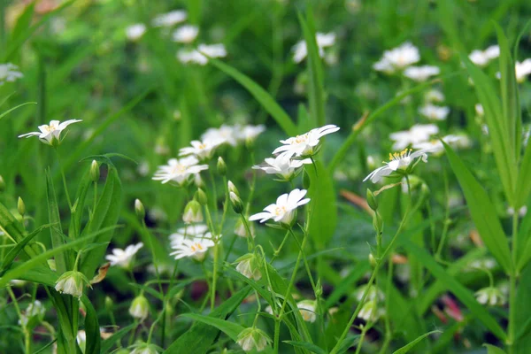 Ormanda beyaz çiçekler — Stok fotoğraf