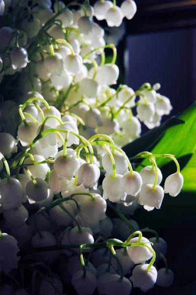 Lilies of the valley in the woods — Stock Photo, Image