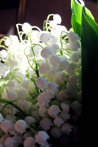 Ormanda Vadideki Zambak