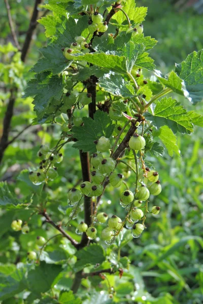 Grön vita vinbär — Stockfoto