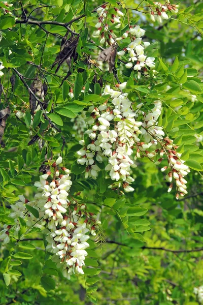 La acacia florece en primavera —  Fotos de Stock