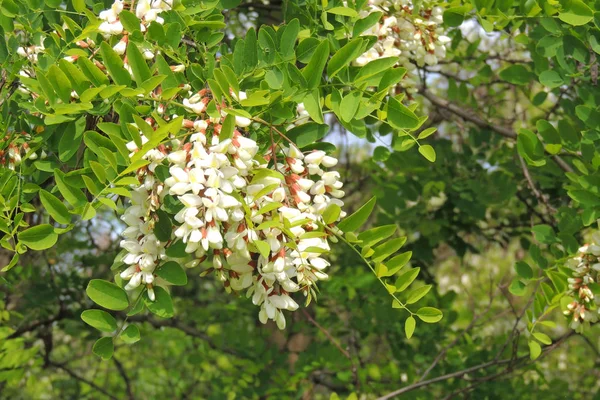 Acacia fleurit au printemps — Photo