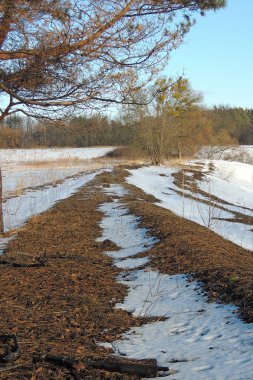 Karla kaplı ormanlar ve alanları