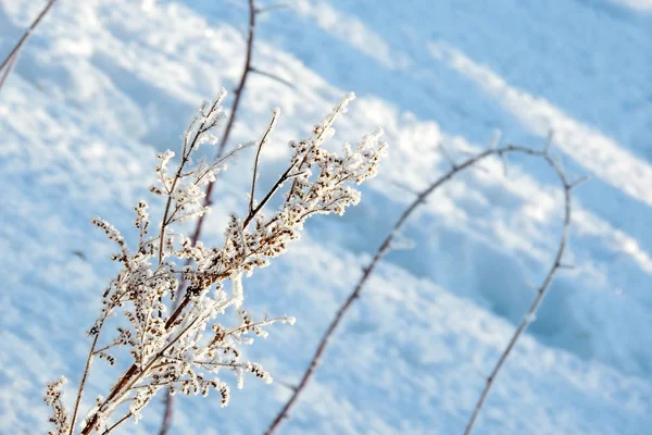 Snötäckta skogar och fält — Stockfoto