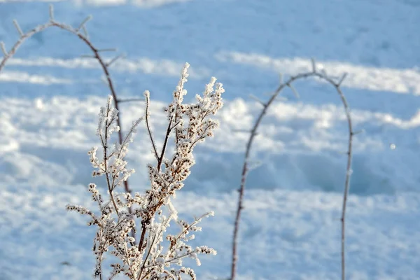 Snötäckta skogar och fält — Stockfoto