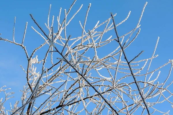 Snötäckta skogar och fält — Stockfoto