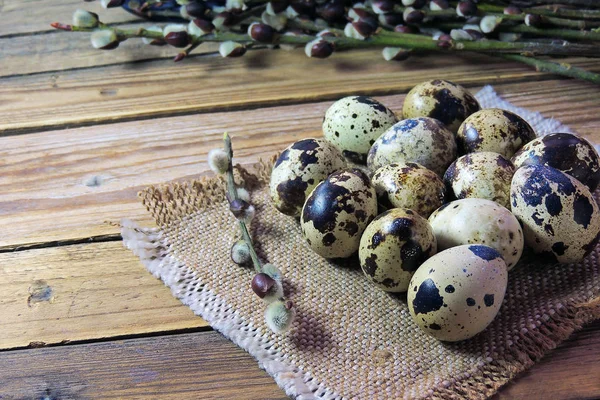 Bıldırcın yumurtası ve willow — Stok fotoğraf