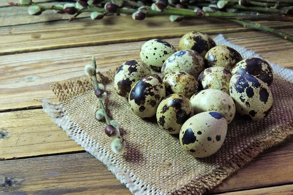 메 추 라 기 계란과 버드 나무 — 스톡 사진