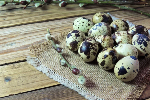 Ovos de codorniz e salgueiro — Fotografia de Stock